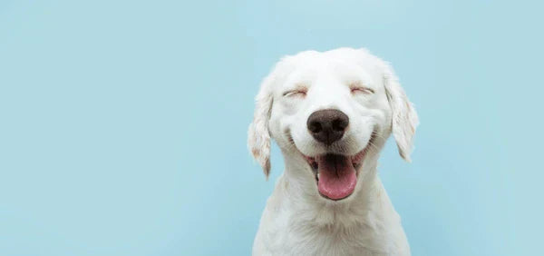 Let the Tail Wagging Begin: Top 5 Fun Benefits of Interactive Toys for Dogs!