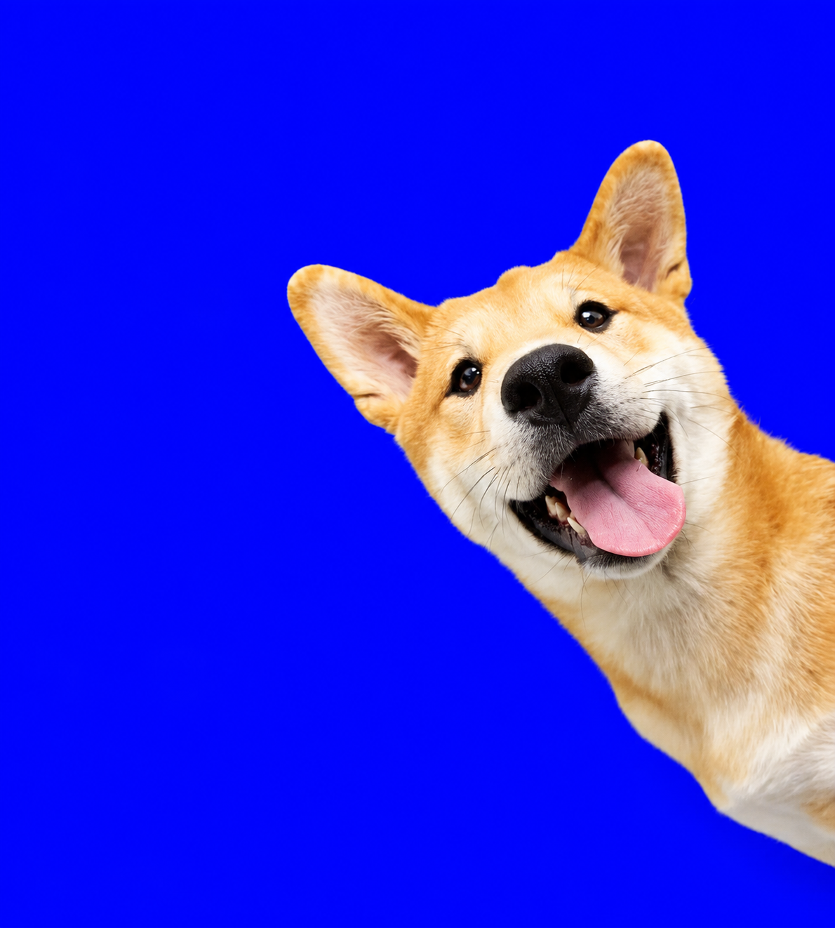 The Power Of Play: 5 Benefits To Playing With Your Pup!
