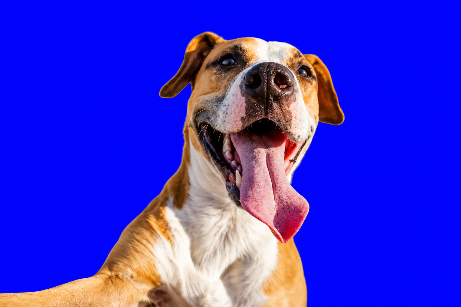 August is "Dogust"