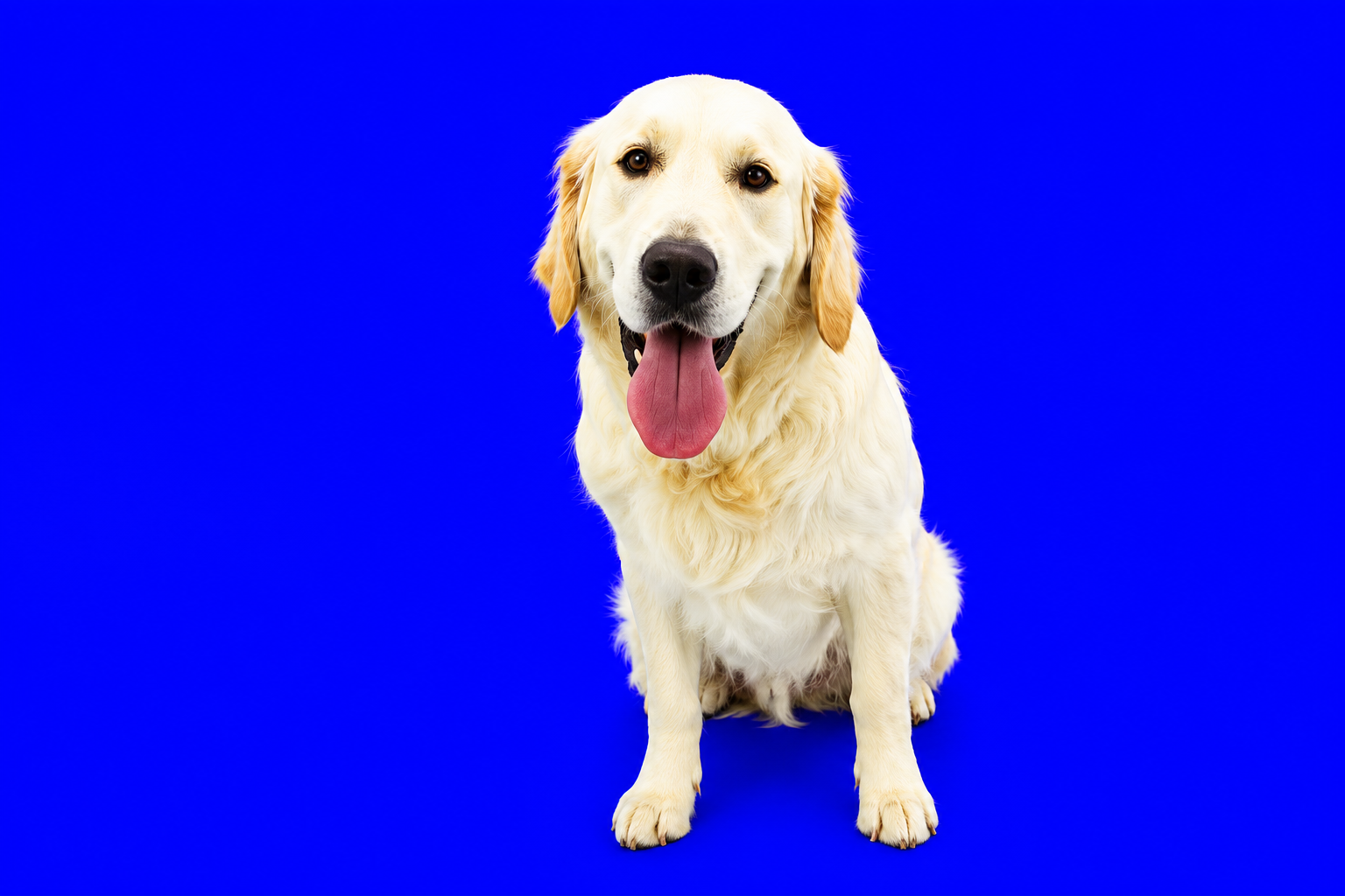 Let the Tail Wagging Begin: Top 5 Fun Benefits of Interactive Toys for Dogs!