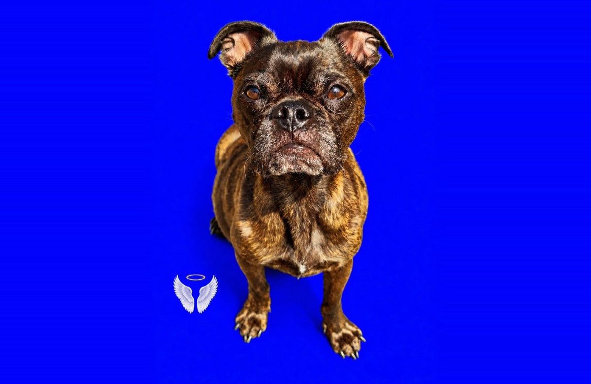 Pet Memorial Day: Remembering the Love They Left Behind