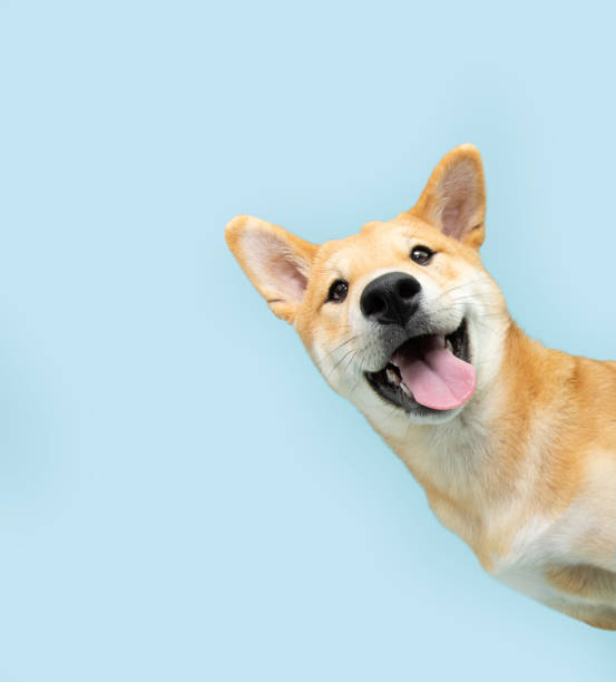 The Power Of Play: 5 Benefits To Playing With Your Pup!