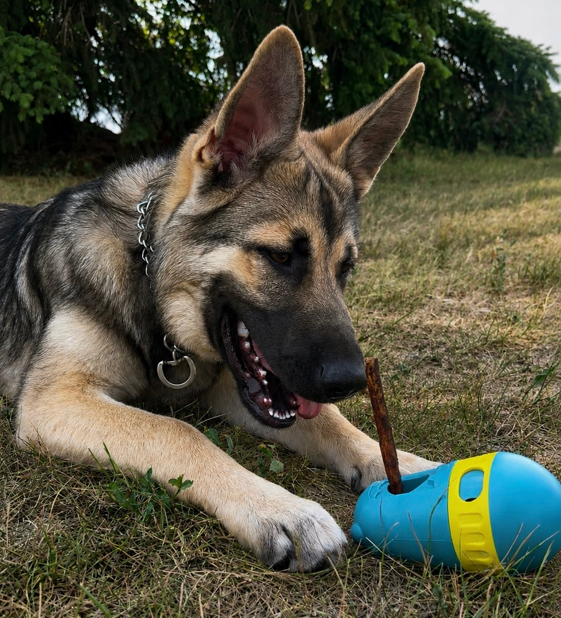 Dog With Bully Stick Holder