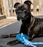 Brindle dog with a blue rope toy on a patio