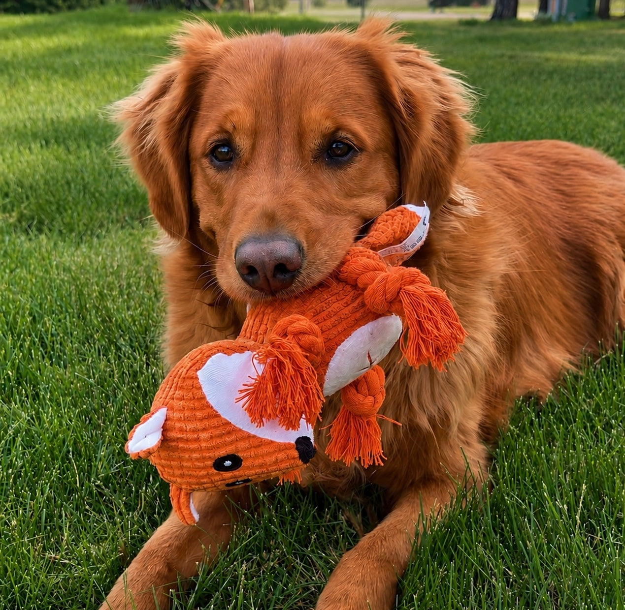 Dog playing with an orange fox-shaped toy on a grassy field