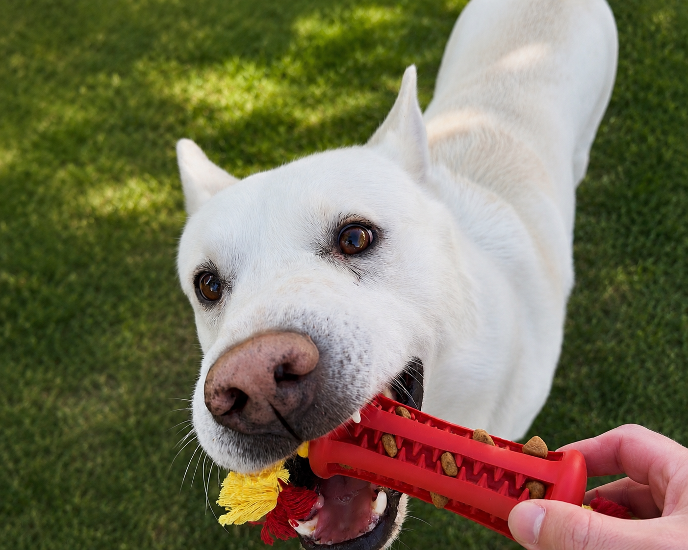 White dog holding a red chew toy with grass in the background
