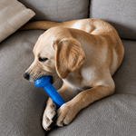 Dog playing with a blue toy on a gray couch