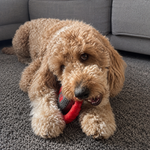 Dog playing with a red toy on a carpeted floor.