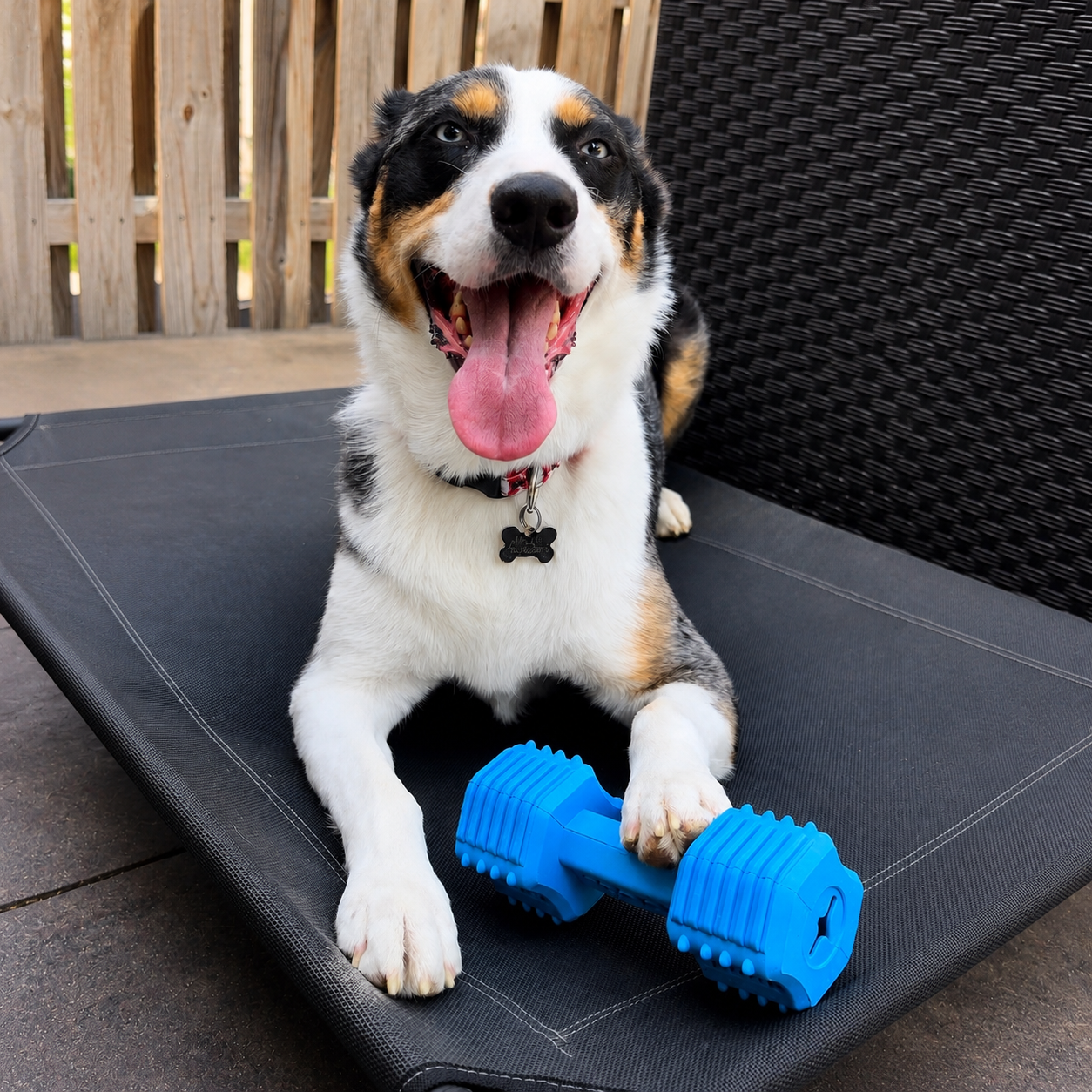 Dog with a blue toy on a black pet bed outdoors